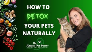 How to Detox Your Pet Naturally ( Top 3 Tips ) with Dr. Katie Woodley - The Natural Pet Doctor