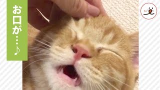 ニャンコのお口が “ぱかぁ〜♪” 飼い主さんの隣で安心しきった表情💕【PECO TV】