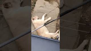 近春★㊽ホワイトライオン・白獅子・リズムちゃん・沖縄こどもの国・・・White_Lion・Okinawa Zoo \u0026 Museum(20230208)