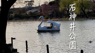 【vlog】石神井公園に行ってきました。大きな池がある自然にあふれた公園です。花見の名所としても有名です。