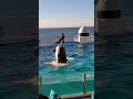 orcas love dolphindance killerwhaleshow whale trending ytshorts shorts viralshorts yt love