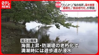 【ワシントン】「桜の名所」が浸水被害　原因は「温暖化」「施設老朽化」