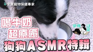 【愛寶日常】喝牛奶超療癒！狗狗ASMR特輯 │ 愛寶寵新知 AIPAWs X 保健知識家