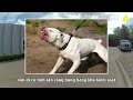 pitbull không xích lao về phía cảnh sát ngay lập tức bị nổ súng. gia đình chủ kiện cả sở cảnh sát