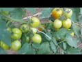 Amazing Yield on Tomatoes in Akure, Nigeria