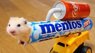 Never ever trust your HAMSTER with COLA and MENTOS
