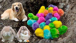 Catch Cute Chickens, Colorful Chicken, Rainbow Chicken, Rabbits, Cute Cat, Duckling, cute animal #22