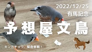 【競馬】有馬記念の予想をする文鳥withキンカチョウず【一応当たりました！】