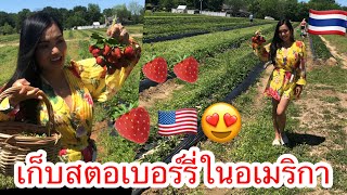 เก็บสตอเบอร์รี่ในอเมริกา🍓🇺🇸 คลายเครียดได้เยอะเลยค่ะ🥰คนไทยในอเมริกาLife in USA 🇺🇸 Ep.28