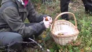 Mushroom hunting in Finland's forest