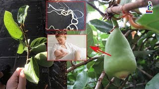 ក្របីត្រោស Ficus pumila L.