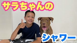 サラちゃんのシャワー❗️