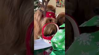 I let my dogs choose their Christmas presents! #goldendoodle #christmas #dogfood