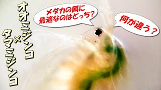 メダカ飼育の餌に最適なミジンコの種類とは？タマミジンコとオオミジンコの決定的な違いと特徴