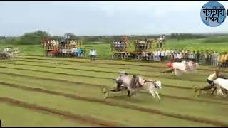 आळसंड मैदान  ||आसिफ मुलाणी यांचा घरचा साज||थैमान आणि विश्वा || Alsand maidan 11/09/22 बैलगाडा शर्यत