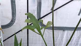 Epiphyllum oxypetalum (Dutchman’s Pipe/Queen of the Night)