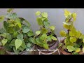 வெற்றிலை மிக செழிப்பாக வளர்க்க முக்கியமான குறிப்புகள் betel leaf growing in tamil terrace garden