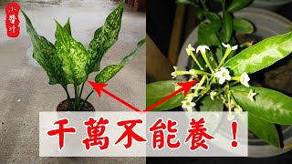 【植物風水】4種“破財花”，誰養誰敗家！養花一定要避開#生活小醬汁