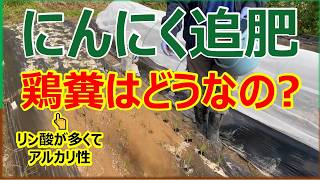 【にんにく追肥】どの肥料がよいのか実験してみた‼︎