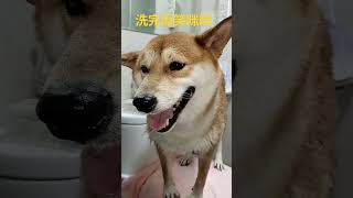 洗完澡笑咪咪 #柴犬