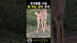 초식동물 사슴이 뱀을 먹는 장면