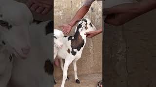 Imran goat farm visit #viralvideo #youtubeshorts