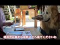 【サブスク旅軽井沢編5】神の神対応が凄過ぎた【犬連れ軽井沢イチオシポイント】