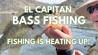 El Capitan Bass Fishing: Fishing Is Heating Up!!!