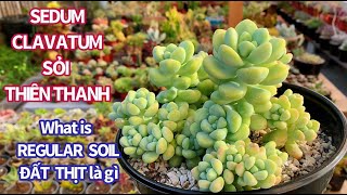 #412 PROPAGATE SEDUM CLAVATUM FROM LEAVES | NHÂN GIỐNG SỎI THIÊN THANH | ĐẤT THỊT TRỒNG SEN ĐÁ