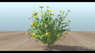 3D Vectorworks model of a Helianthemum Wisley Primrose