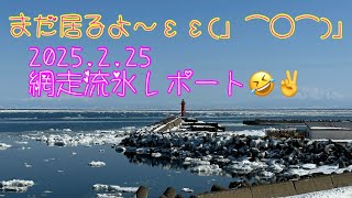 2025.2.25網走沿岸流氷レポート(⌒▽⌒)