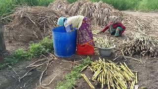 கரும்பு நடவு முறை