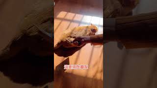 【家有猫三宝】梳個毛還要挑人，簡直過分#萌宠  #猫 #cat #pets #funny