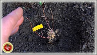 Plant Blueberry like this and harvest 5 kg per bush.