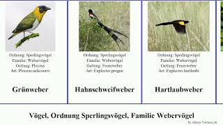 Vögel, Ordnung Sperlingsvögel, Familie Webervögel birds Feuerweber Hochlandweber Zimtweber Hickory