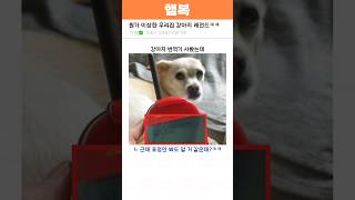 뭔가 이상한 우리집 강아지 레전드ㅋㅋ