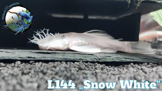 L144 Snow White Antennenwels / L144 snow white bristlenose pleco