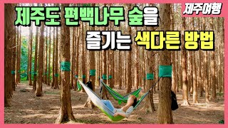 [제주여행] 무더운 제주도 여름엔 시원한 숲으로!🏃‍♀️🏃 편백나무 숲 해먹에 누워 힐링하는 시간 '편백숲멍'을 소개합니다.  [제주여행/제주살이]