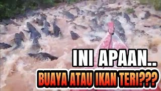 Buaya Terbanyak Di Dunia | Kejadian Menakjubkan Buaya Rawa terganas di sungai #massoeparproject