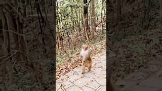 Monkey running video #monkey