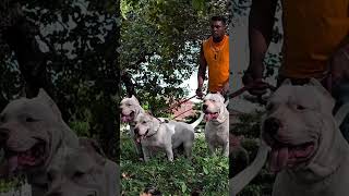 Chắc không thử chi anh ơi 🤣#tungletivi #funny #thửthách #dog