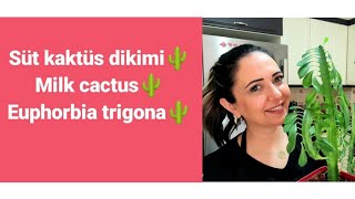 Süt kaktüs dikimi🌵milk cactus🌵Mum çiçeği dikimi.#sütkaktüs #mumçiçeği #euphorbiatrigona