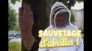 Sauvetage d'abeilles en ville