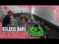 IKAN KOI SHOWA IMPORT BADAN HULK KOLEKSI BARU BLESS ❗❗❗