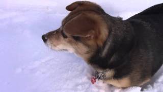 新雪を大喜びで駆け回る犬 【北海道 津別町相生】