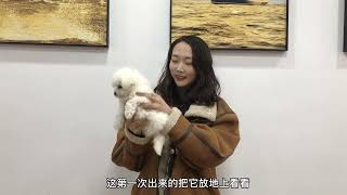 小比熊犬第一次出来，刚放地上不到3秒就疯狂撒欢，根本控制不了！