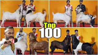 Top 100 Andul Goats of MD Goat Farm Mumbai - Ep 1