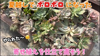 【多肉植物】夏にボロボロになった寄せ植えを仕立て直そう！