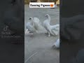 Dancing Pigeon #shorts #ytshorts #shortvideo #shortsfeed #youtubeshorts #viral #tiktok