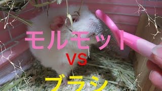 モルモットVSブラシ！大人しくブラッシングされていると思いきや、、、。